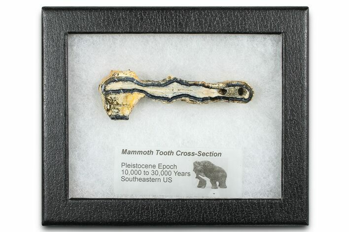 Mammoth Molar Slice With Case - South Carolina #377852